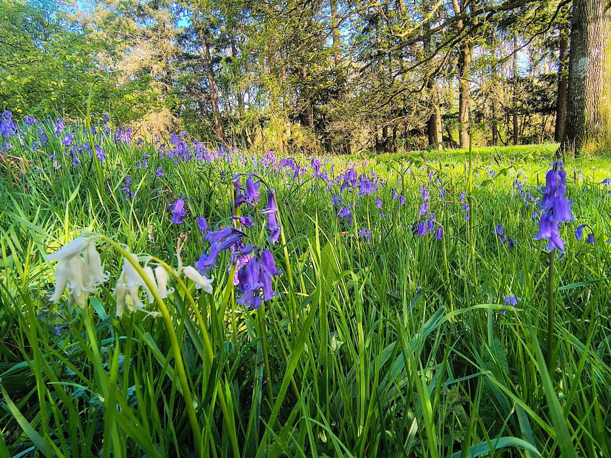 Tranquil Getaway Near Brecon Beacons Apartment Llandovery Luaran gambar